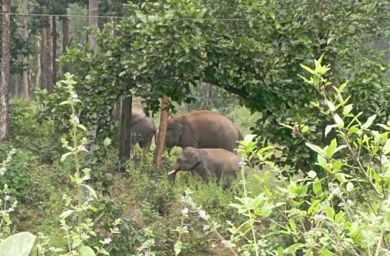 कटघोरा में हाथियों का आतंक जारी, रात में खेतों में घुसे दल ने फसल को पहुंचाया भारी नुकसान