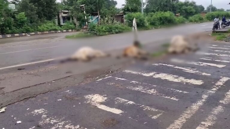 कटघोरा में दर्दनाक हादसा: तेज रफ्तार भारी वाहन ने 3 गौवंशों को कुचला, मौके पर मौत