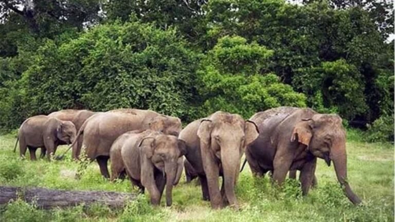 कोरबा में हाथियों का आतंक! सेमरहा-मड़ई में दंतैलों ने तोड़े मकान, रामपुर में धान की फसल बर्बाद